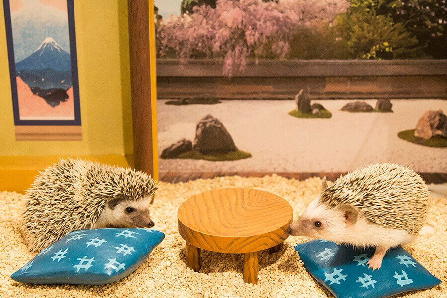 hedgehog bar and kitchen